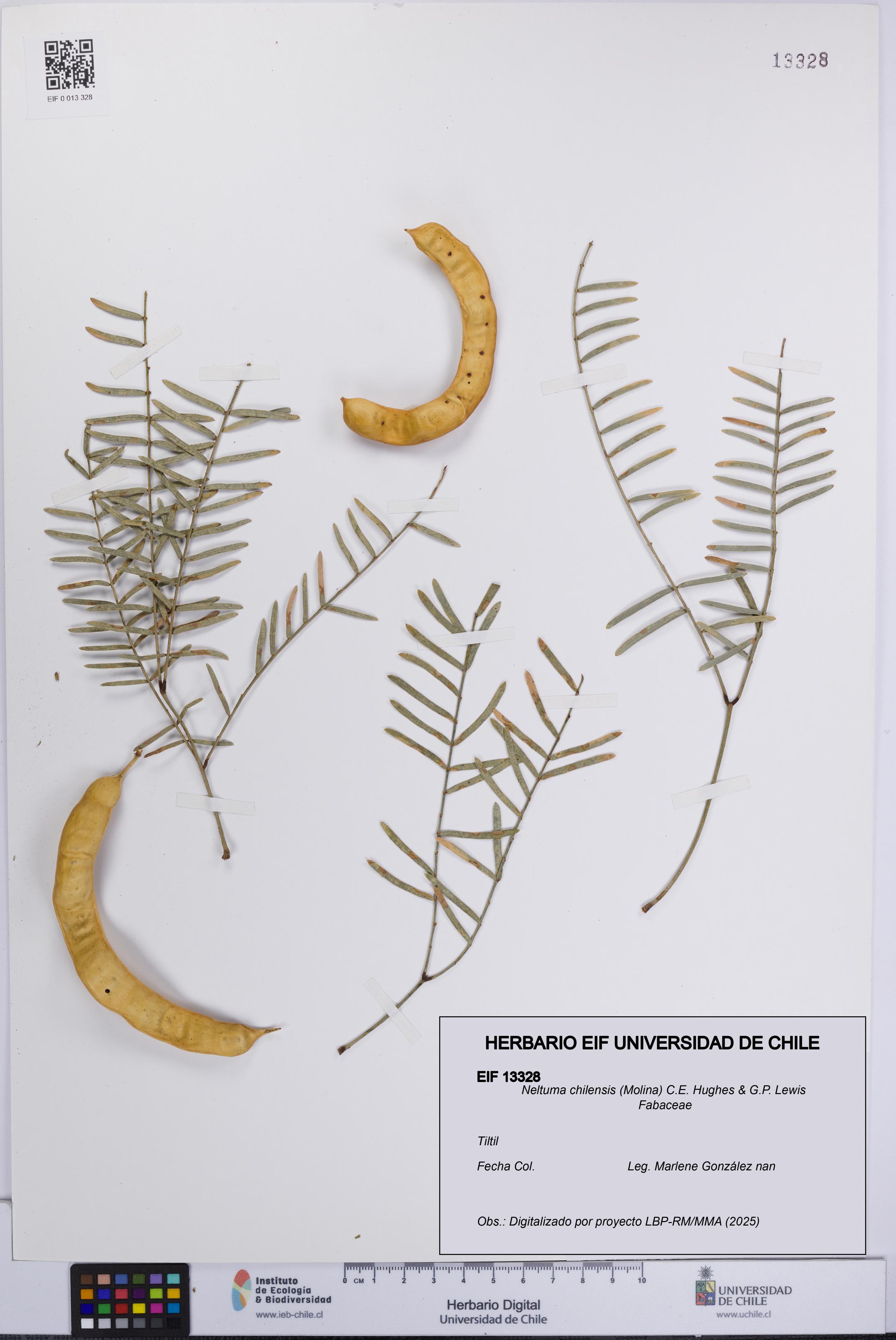 Neltuma chilensis [Espécimen: UCH:EIF:0013328]