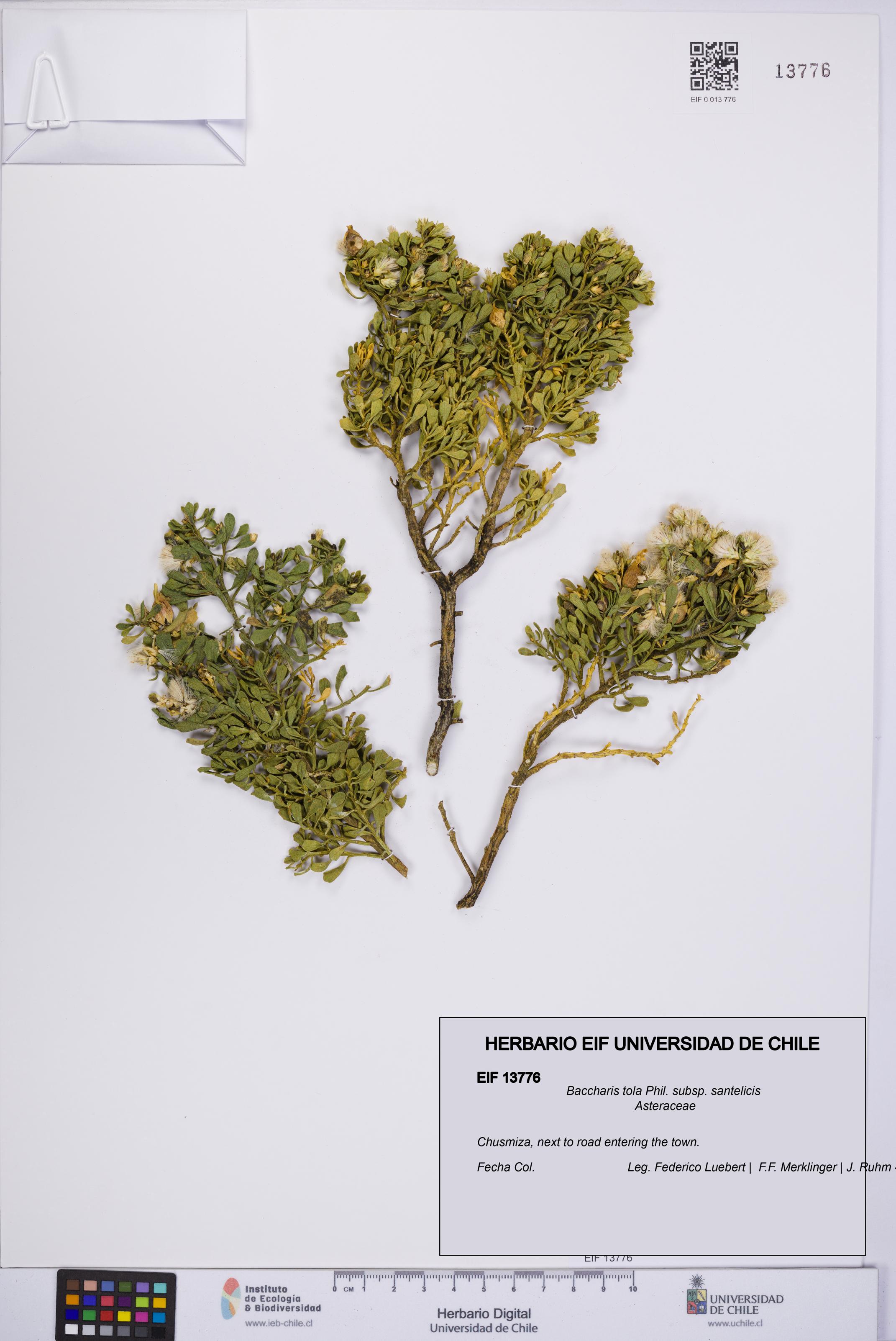 Baccharis tola [Espécimen: UCH:EIF:0013776]