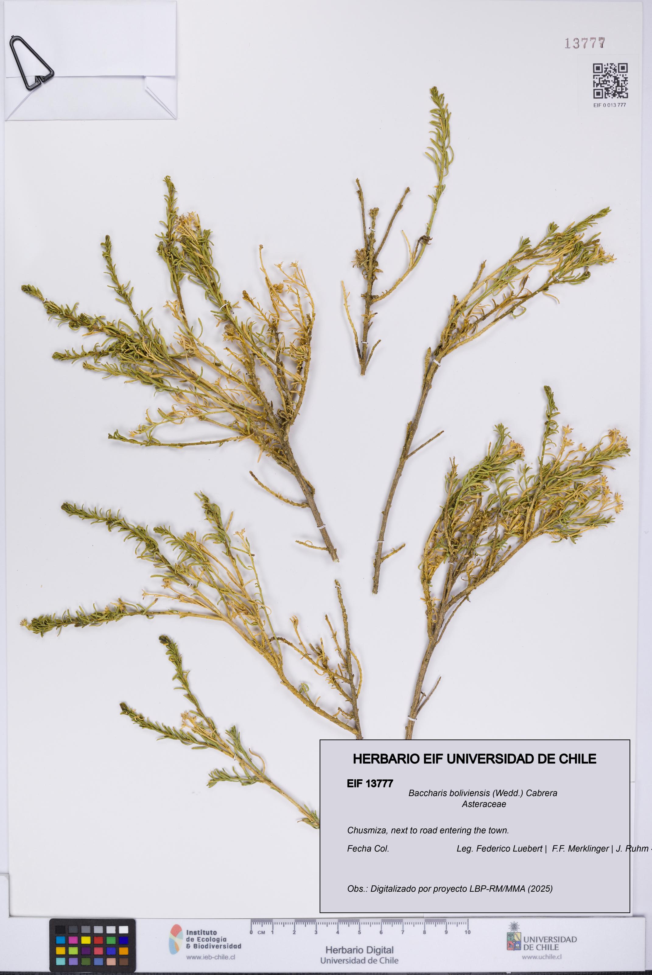 Baccharis boliviensis [Espécimen: UCH:EIF:0013777]