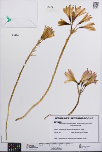 Alstroemeria garaventae subsp. garaventae [Espécimen: UCH:EIF:0013826]