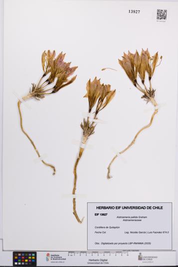 Alstroemeria pallida [Espécimen: UCH:EIF:0013827]