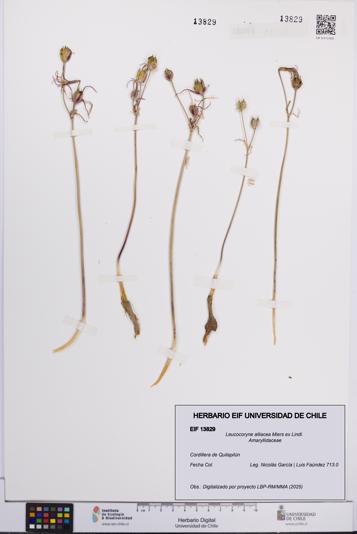 Leucocoryne alliacea [Espécimen: UCH:EIF:0013829]