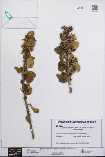 Schinus patagonica [Espécimen: UCH:EIF:0013831]