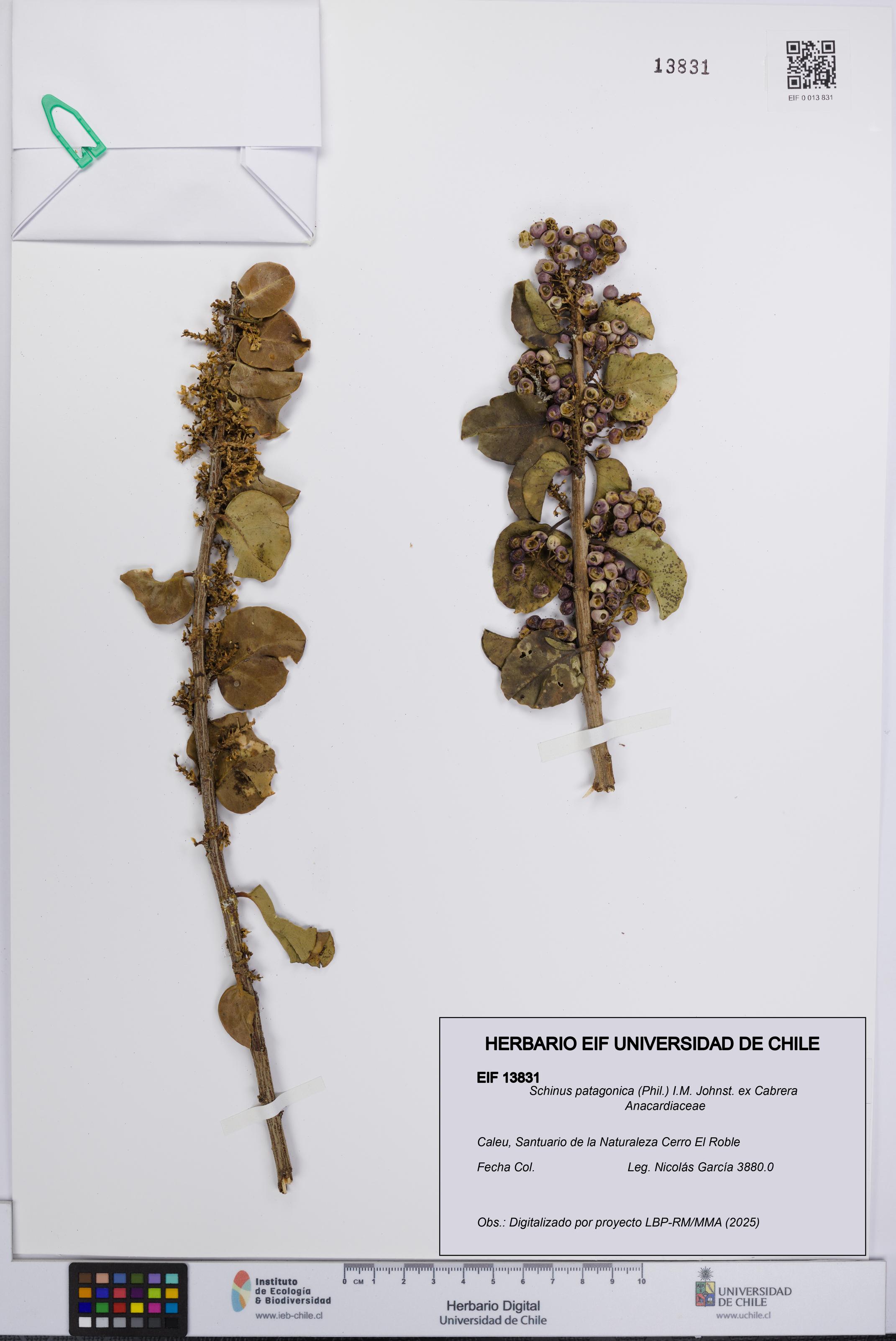 Schinus patagonica [Espécimen: UCH:EIF:0013831]