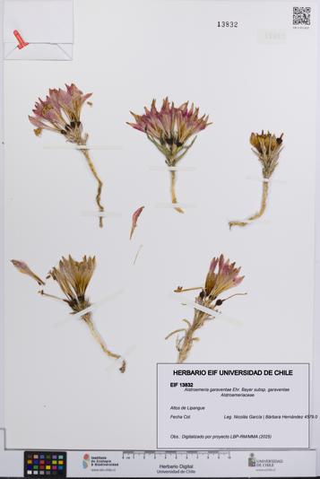 Alstroemeria garaventae subsp. garaventae [Espécimen: UCH:EIF:0013832]