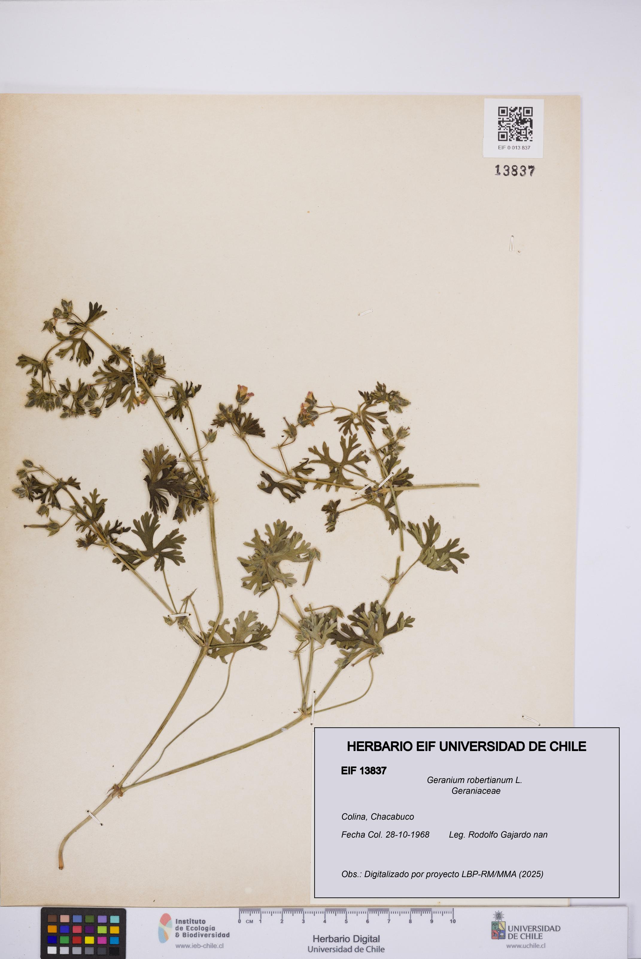 Geranium robertianum [Espécimen: UCH:EIF:0013837]