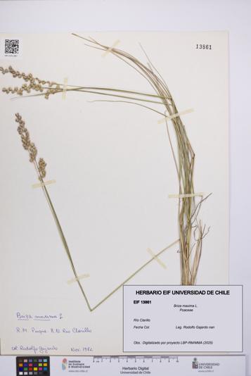 Briza maxima [Espécimen: UCH:EIF:0013861]