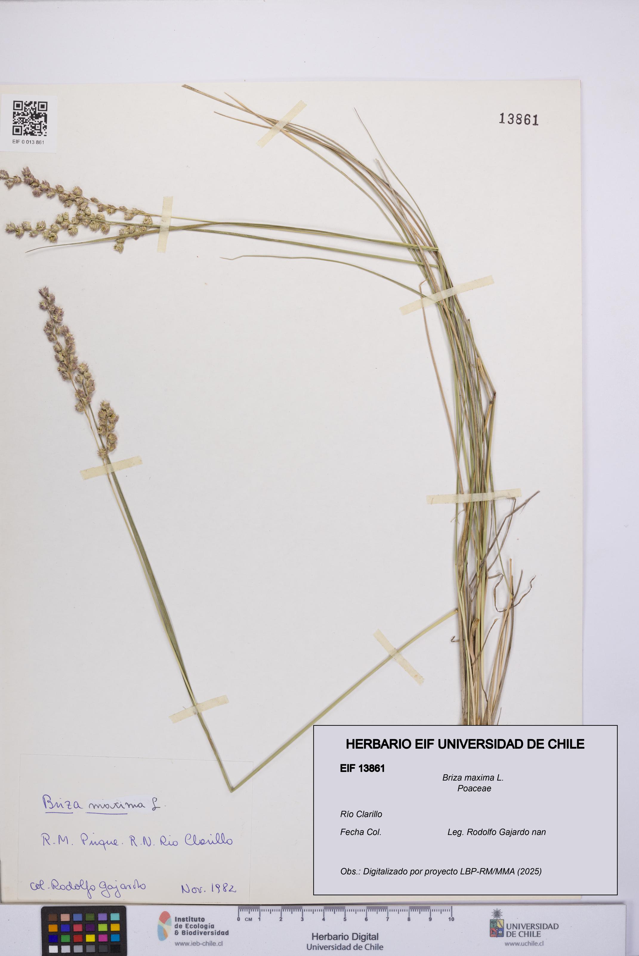 Briza maxima [Espécimen: UCH:EIF:0013861]