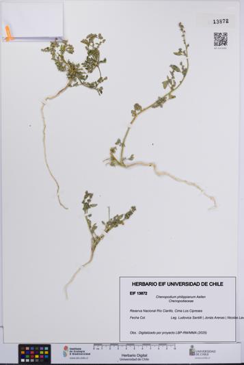 Chenopodium philippianum [Espécimen: UCH:EIF:0013872]
