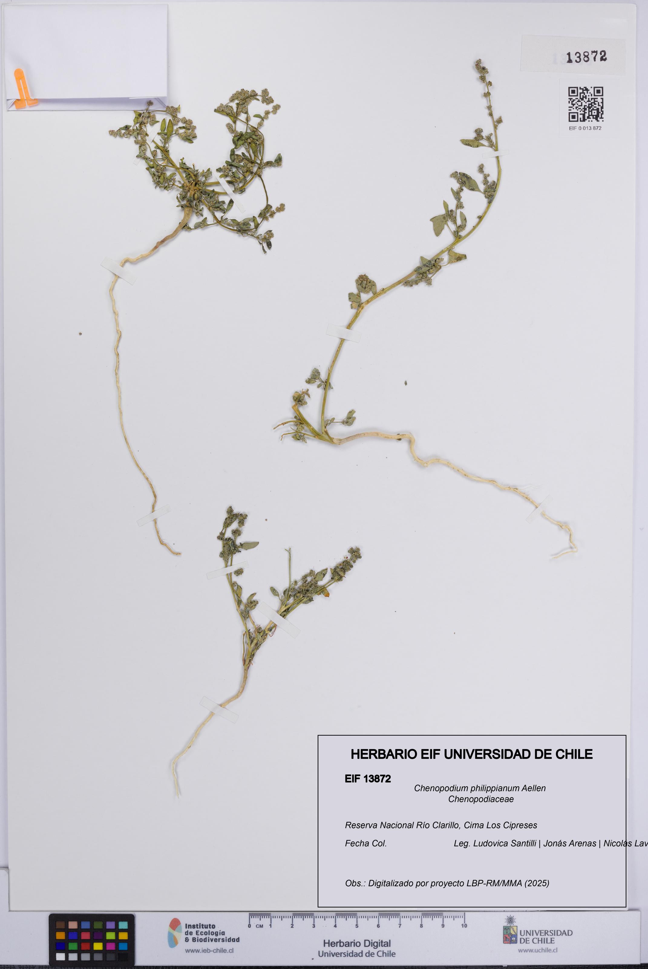 Chenopodium philippianum [Espécimen: UCH:EIF:0013872]