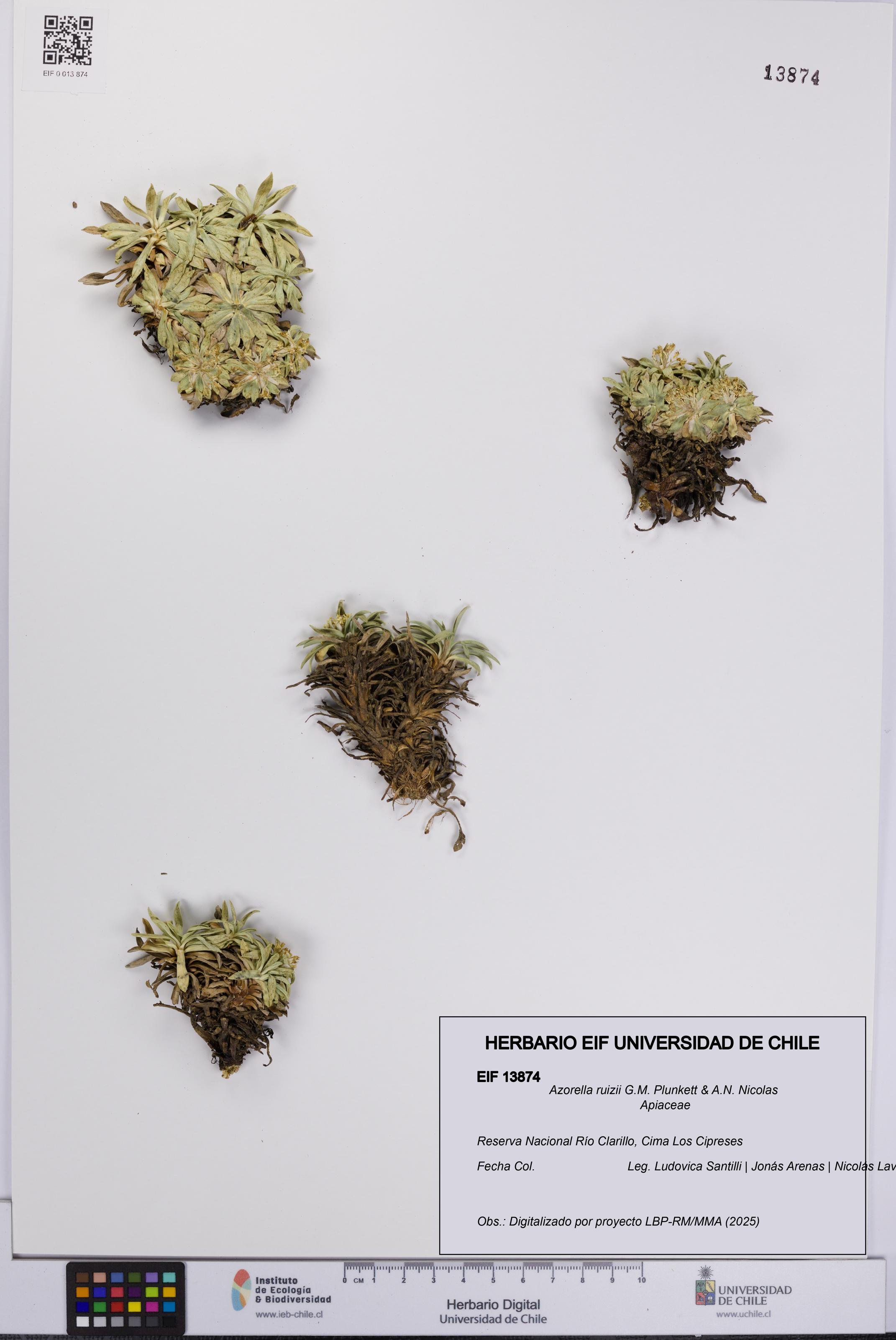 Azorella ruizii [Espécimen: UCH:EIF:0013874]