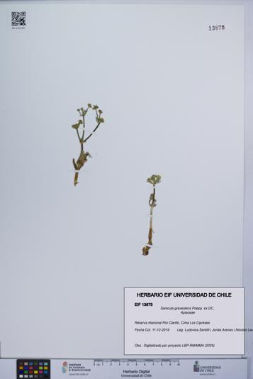 Sanicula graveolens [Espécimen: UCH:EIF:0013875]