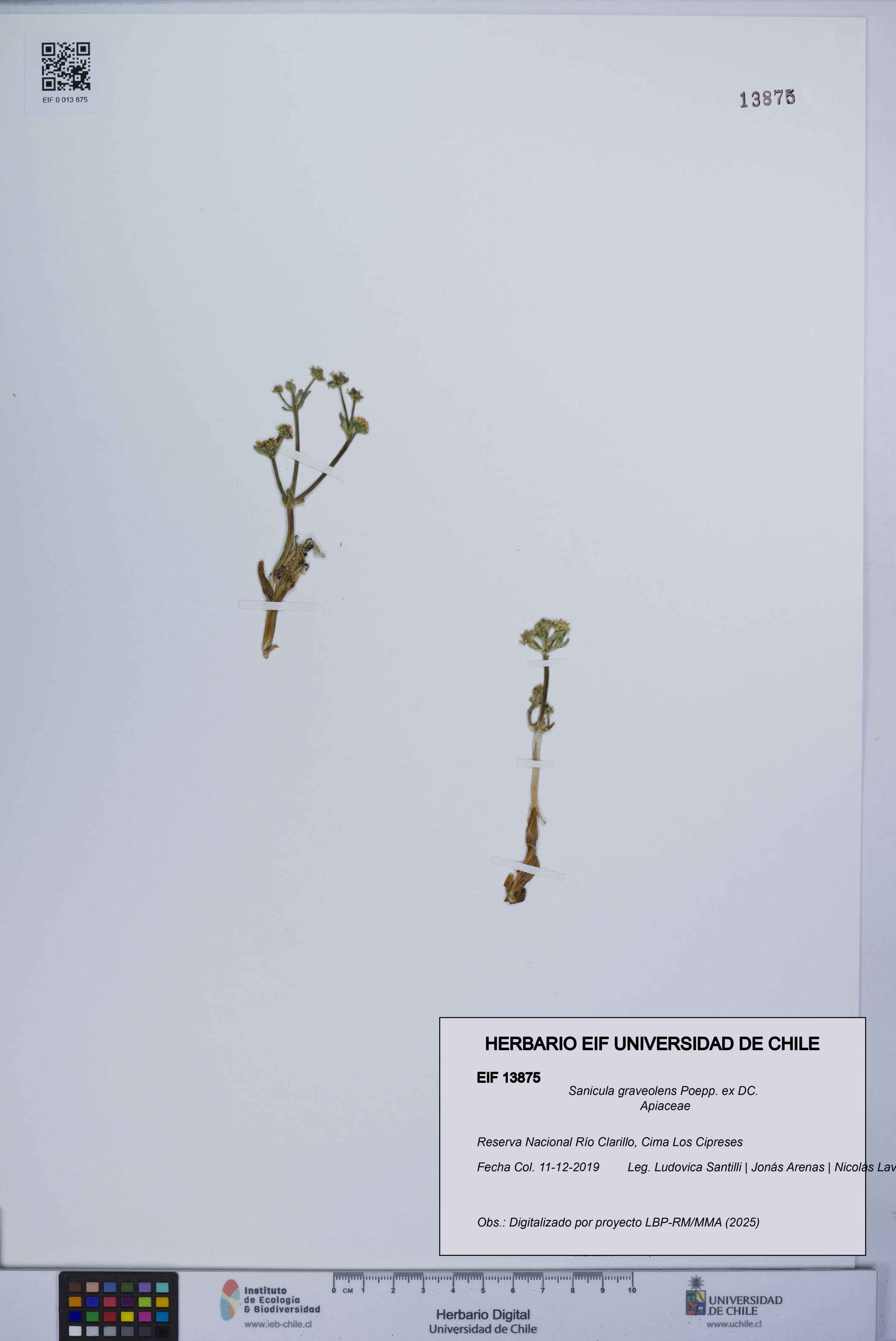 Sanicula graveolens [Espécimen: UCH:EIF:0013875]