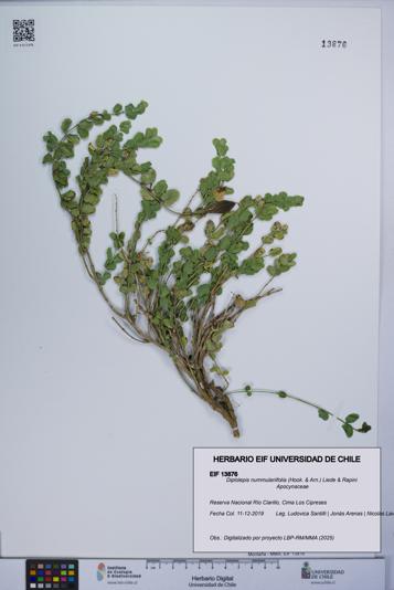 Diplolepis nummulariifolia [Espécimen: UCH:EIF:0013876]