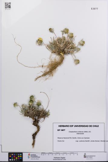Chaetanthera chilensis [Espécimen: UCH:EIF:0013877]