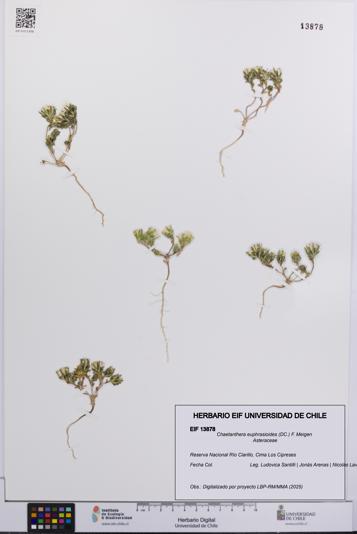 Chaetanthera euphrasioides [Espécimen: UCH:EIF:0013878]