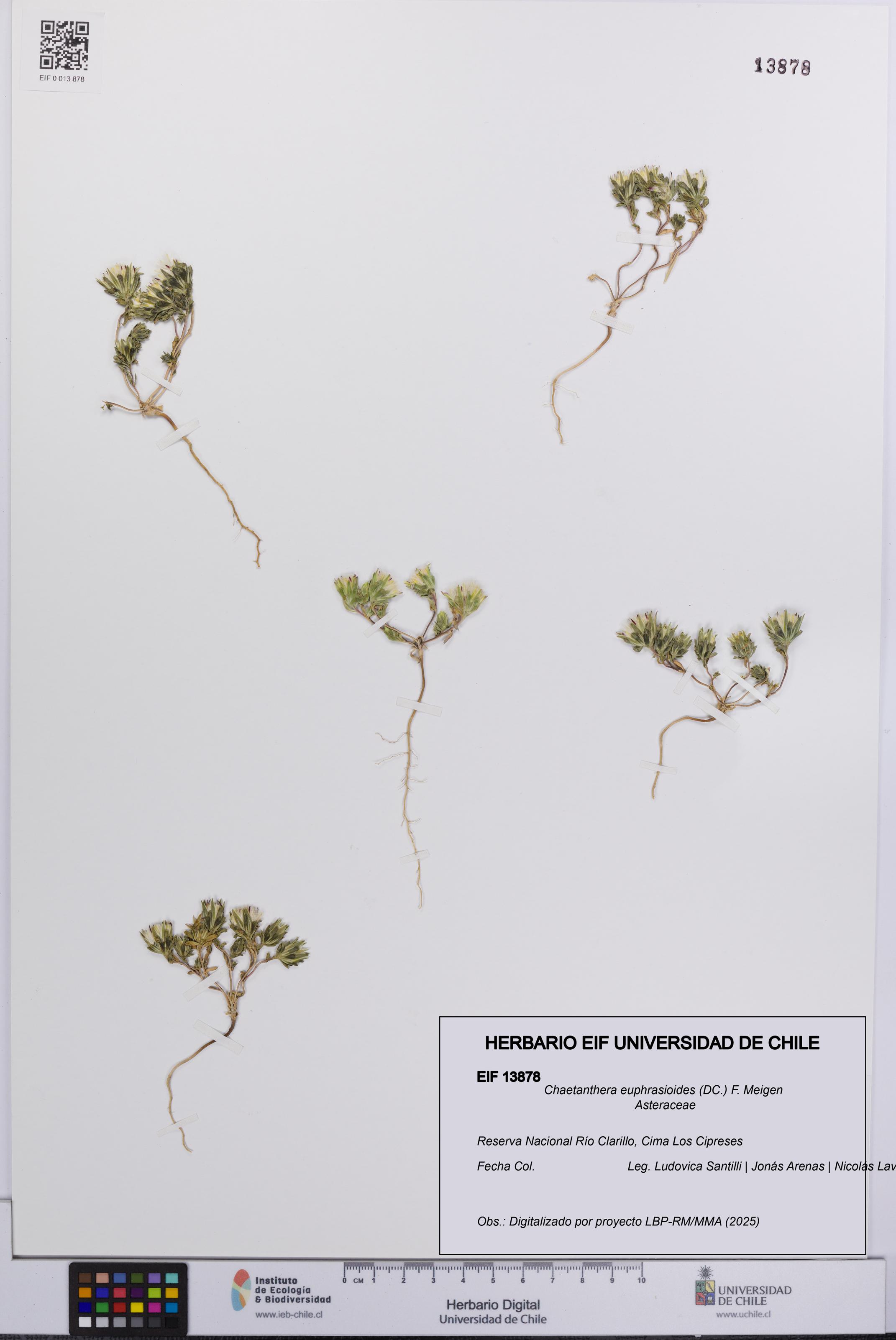 Chaetanthera euphrasioides [Espécimen: UCH:EIF:0013878]