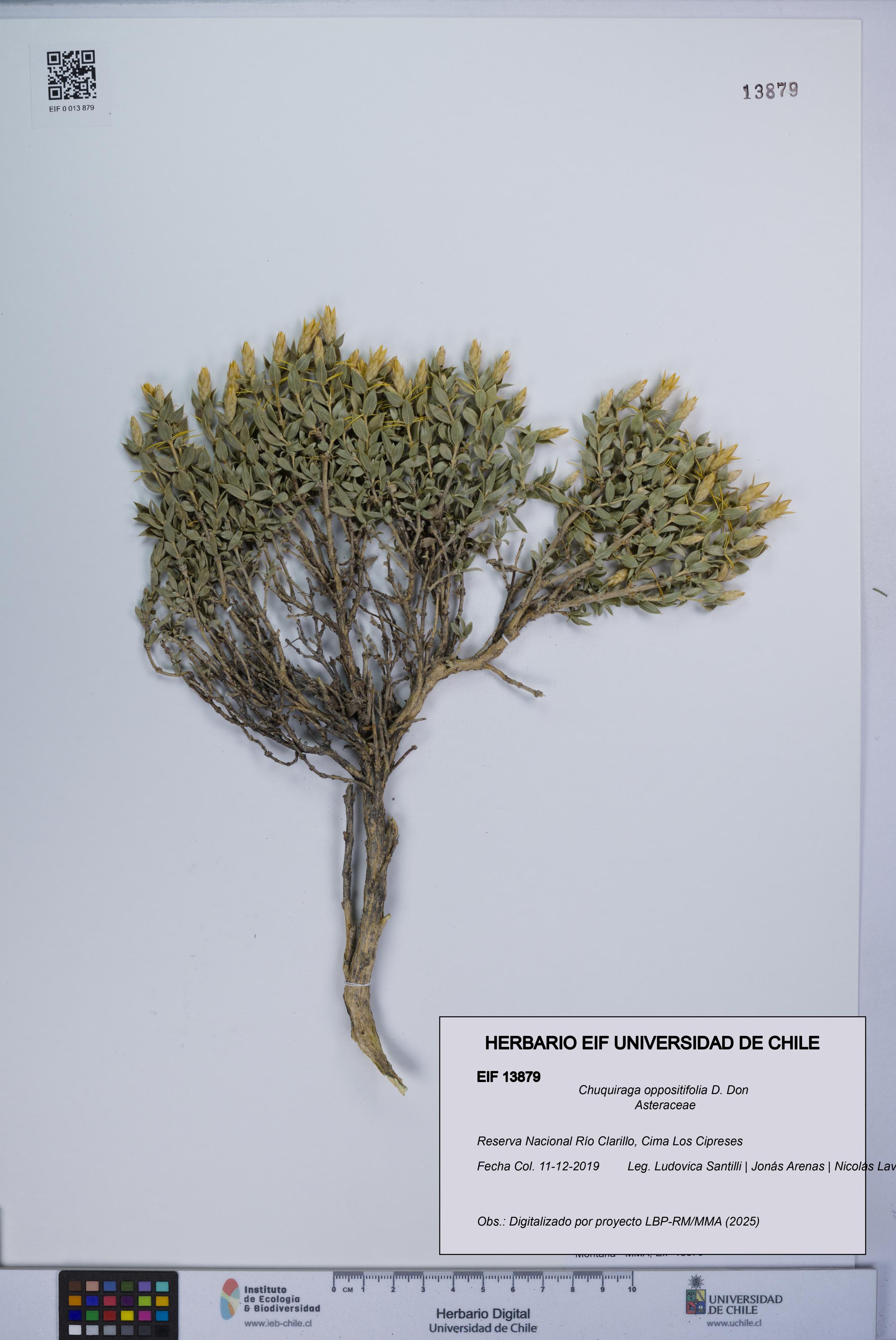 Chuquiraga oppositifolia [Espécimen: UCH:EIF:0013879]