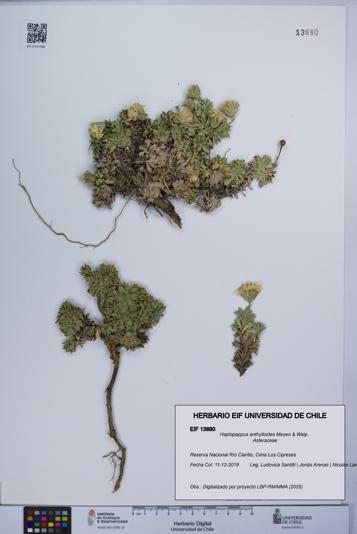 Haplopappus anthylloides [Espécimen: UCH:EIF:0013880]