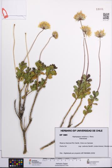 Haplopappus velutinus [Espécimen: UCH:EIF:0013881]