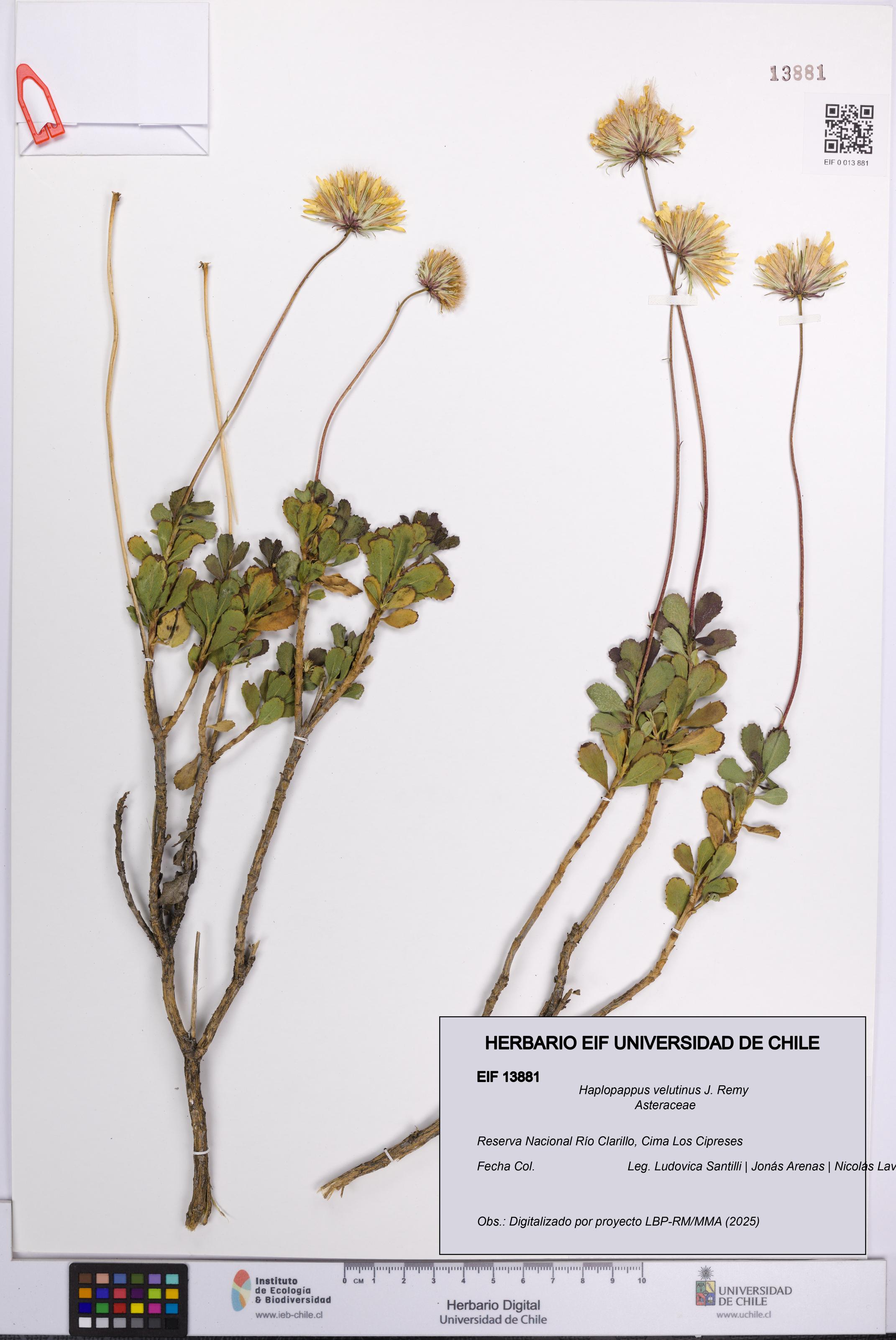 Haplopappus velutinus [Espécimen: UCH:EIF:0013881]