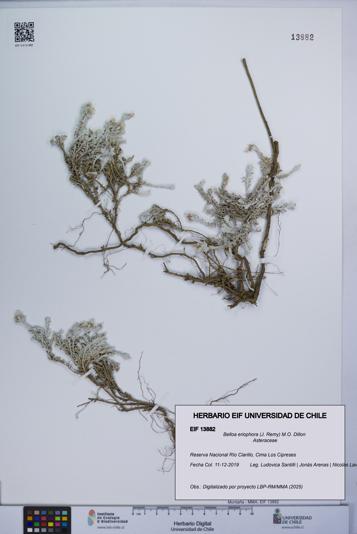 Belloa eriophora [Espécimen: UCH:EIF:0013882]