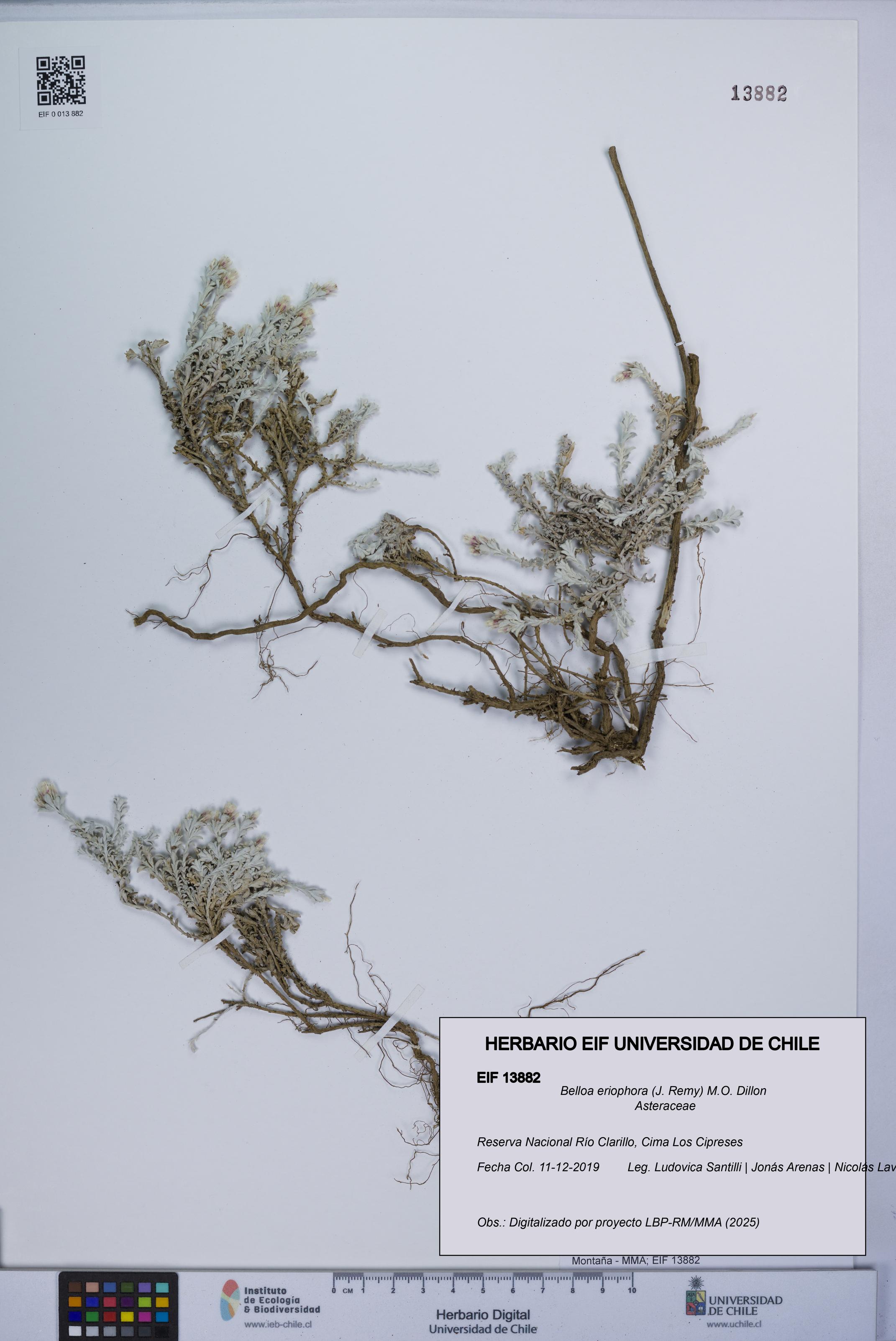 Belloa eriophora [Espécimen: UCH:EIF:0013882]