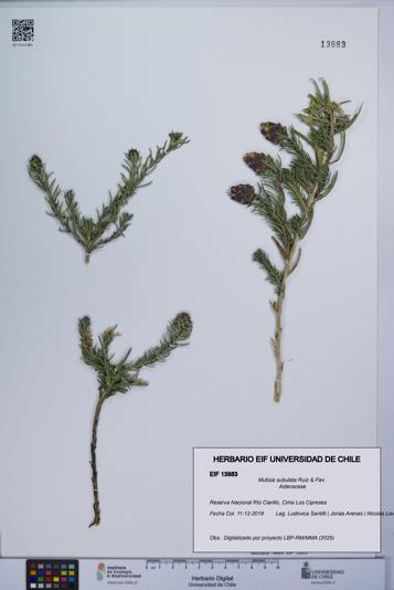 Mutisia subulata [Espécimen: UCH:EIF:0013883]