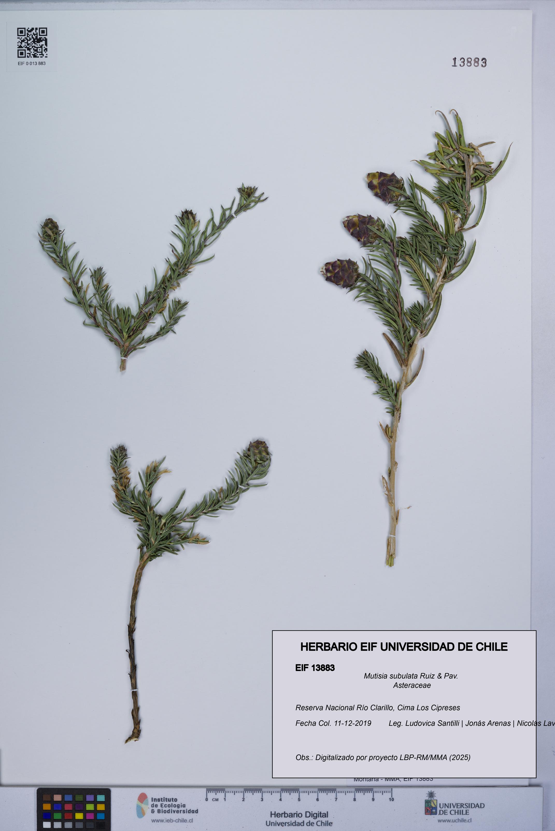 Mutisia subulata [Espécimen: UCH:EIF:0013883]