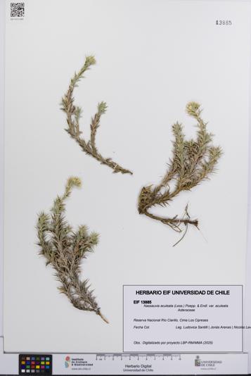 Nassauvia aculeata [Espécimen: UCH:EIF:0013885]