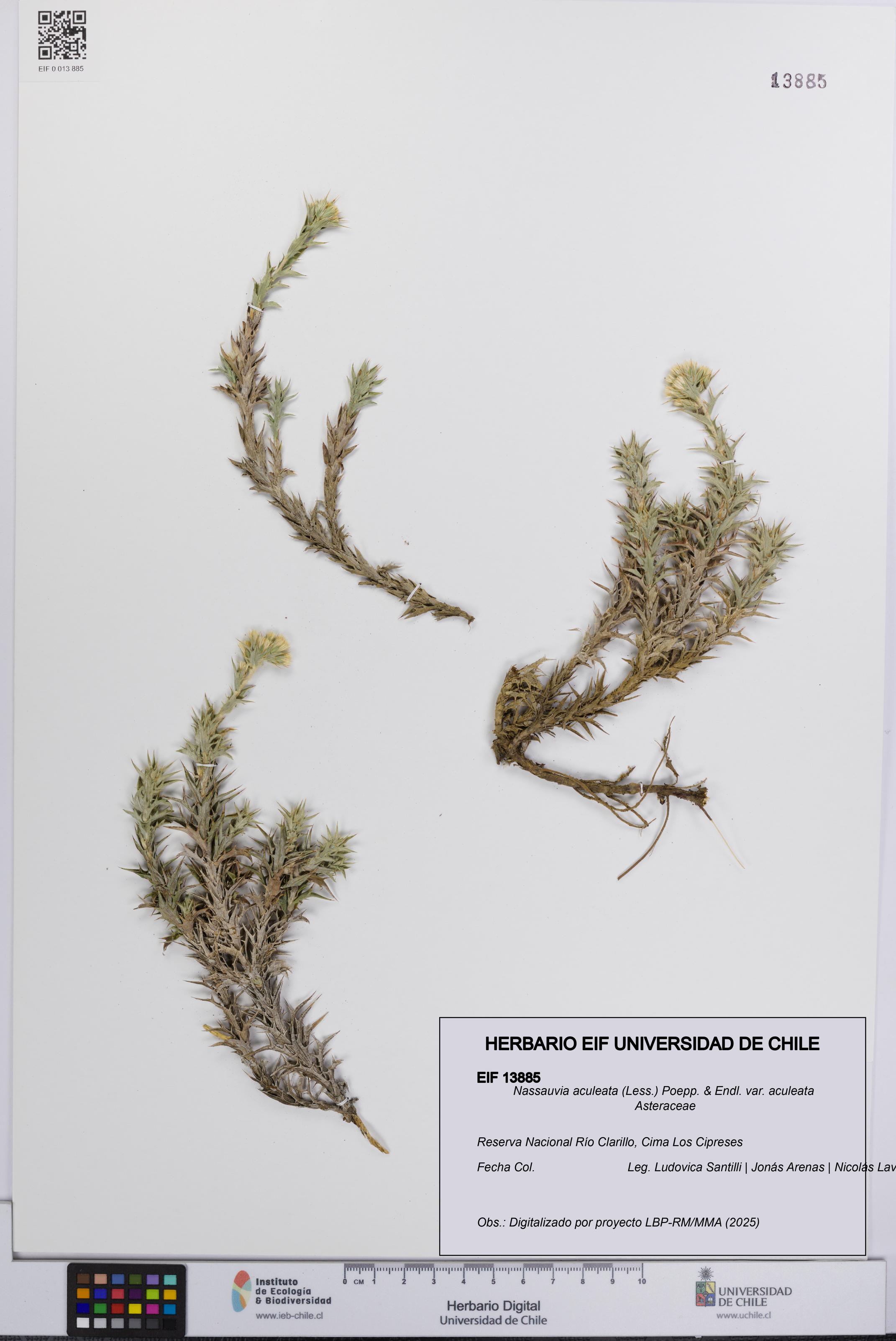 Nassauvia aculeata [Espécimen: UCH:EIF:0013885]