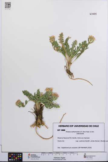 Perezia carthamoides [Espécimen: UCH:EIF:0013886]