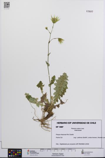 Perezia nutans [Espécimen: UCH:EIF:0013887]