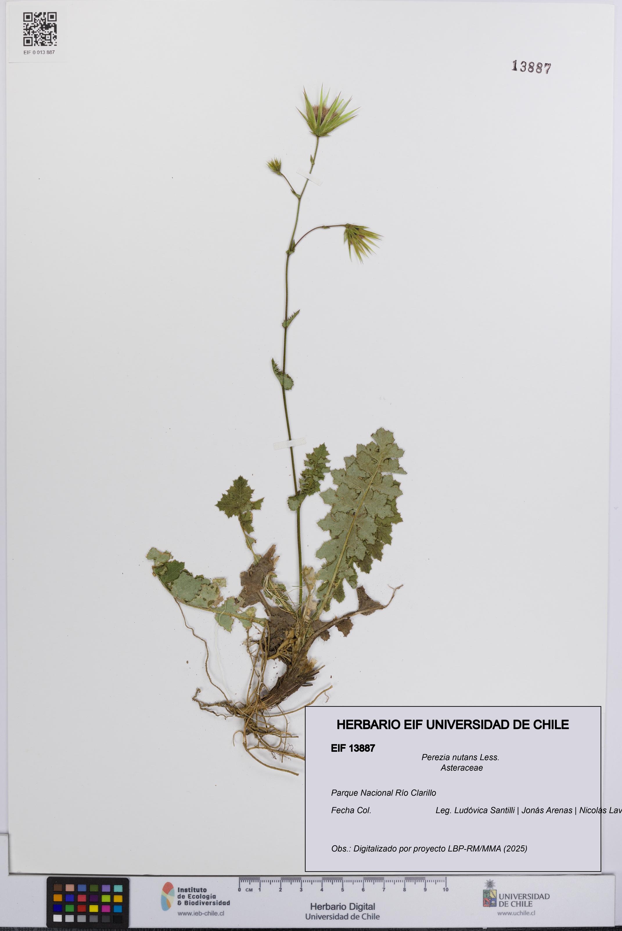 Perezia nutans [Espécimen: UCH:EIF:0013887]