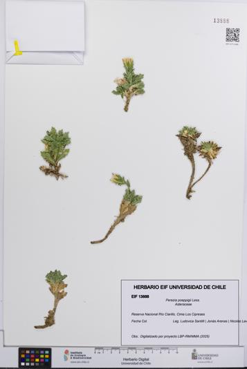 Perezia poeppigii [Espécimen: UCH:EIF:0013888]