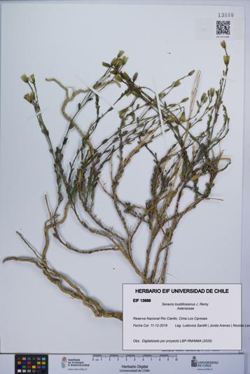 Senecio bustillosianus [Espécimen: UCH:EIF:0013889]