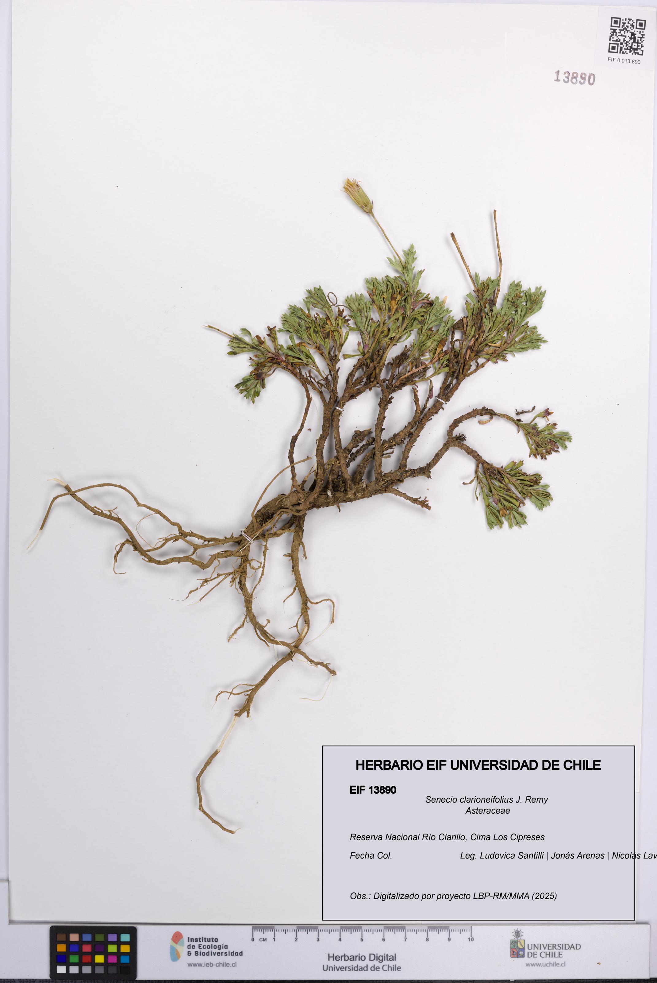 Senecio clarioneifolius [Espécimen: UCH:EIF:0013890]