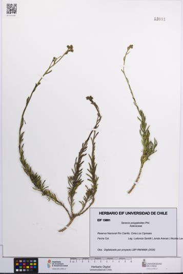 Senecio polygaloides [Espécimen: UCH:EIF:0013891]