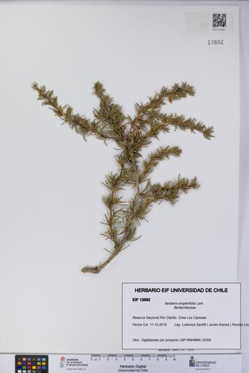 Berberis empetrifolia [Espécimen: UCH:EIF:0013892]