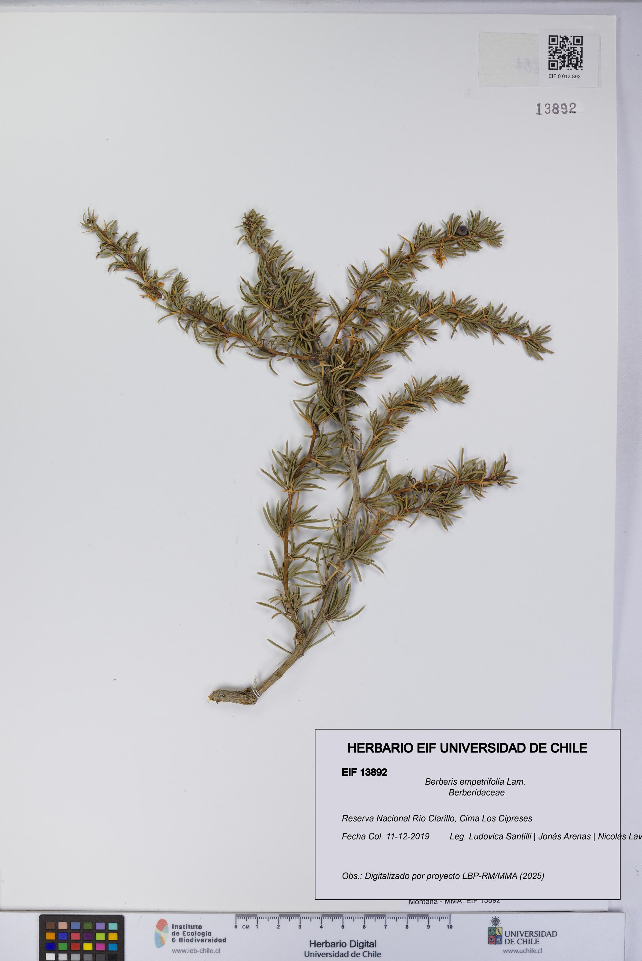 Berberis empetrifolia [Espécimen: UCH:EIF:0013892]