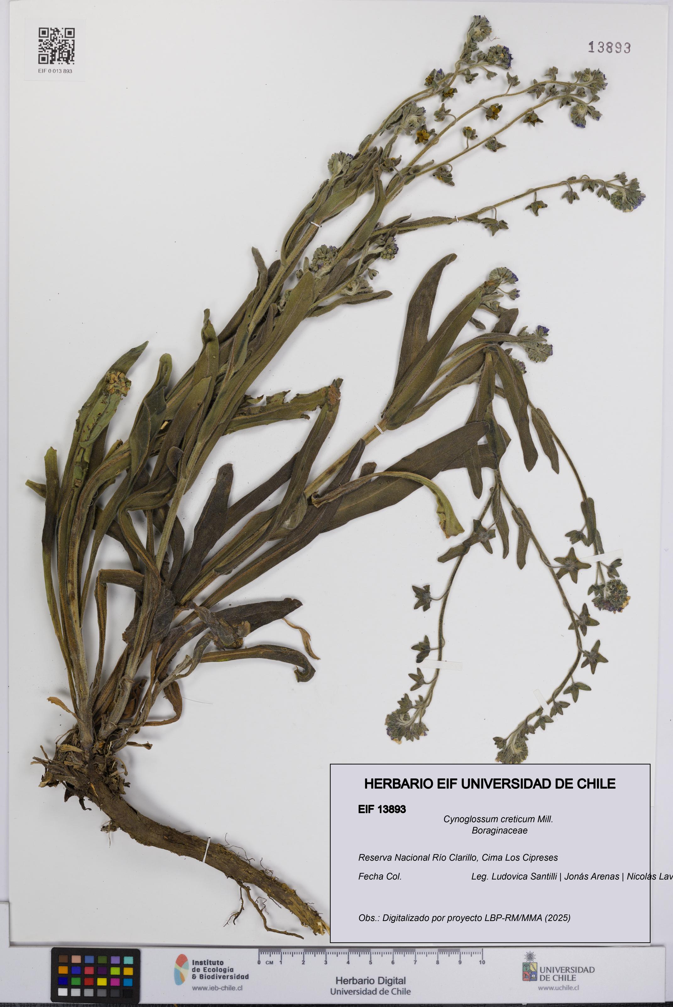Cynoglossum creticum [Espécimen: UCH:EIF:0013893]