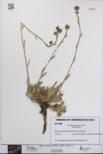 Phacelia secunda [Espécimen: UCH:EIF:0013894]