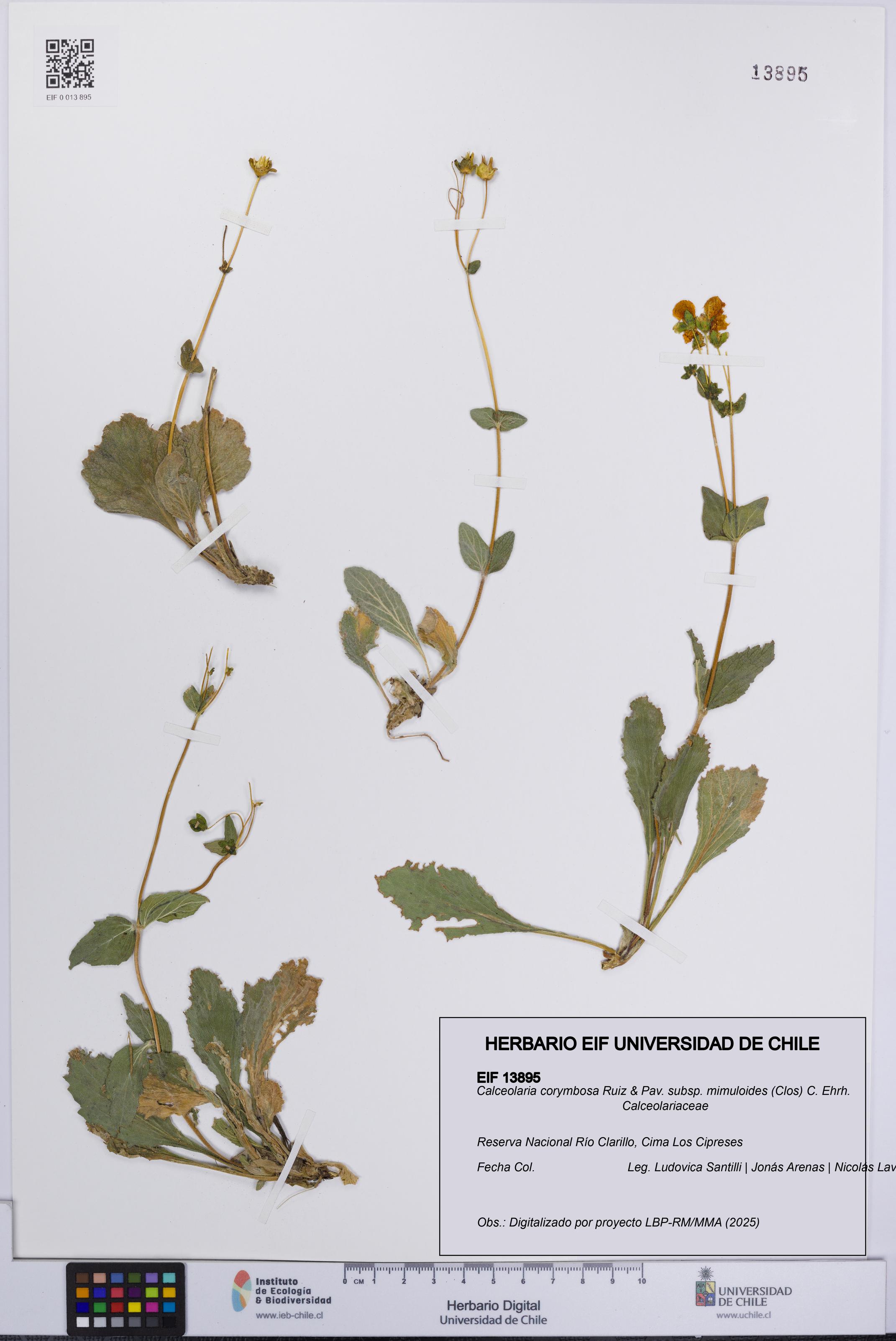 Calceolaria corymbosa subsp. mimuloides [Espécimen: UCH:EIF:0013895]