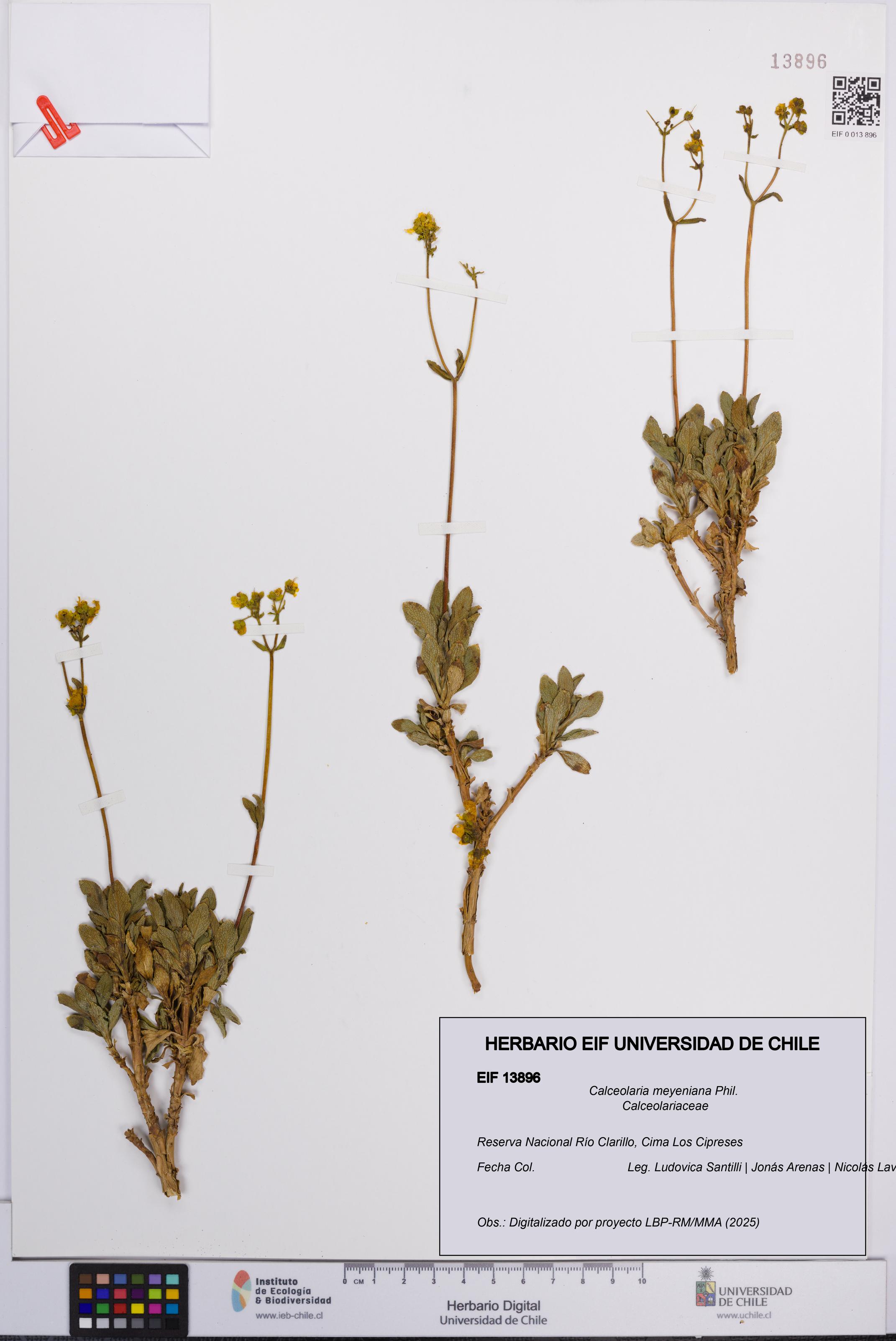 Calceolaria meyeniana [Espécimen: UCH:EIF:0013896]