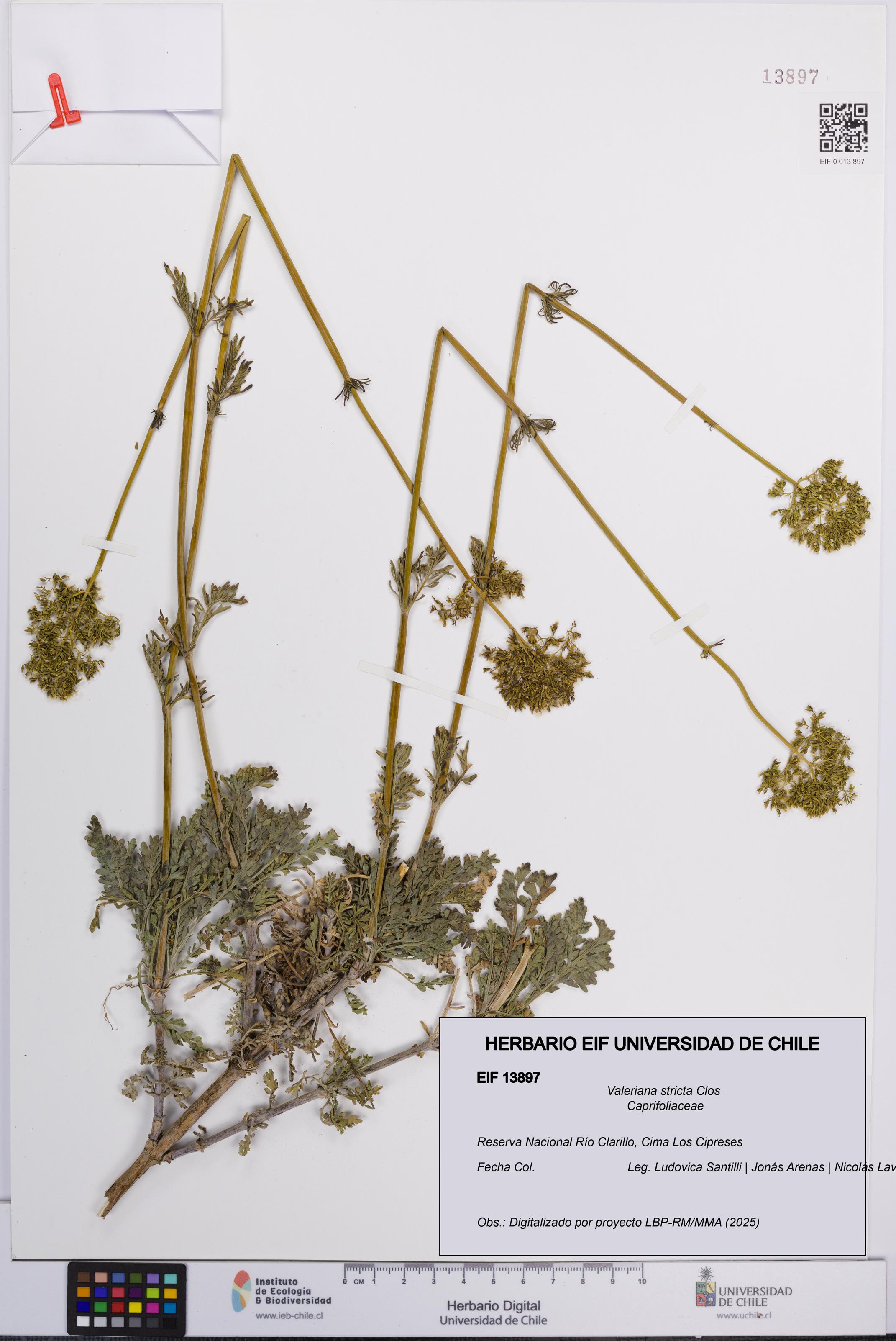 Valeriana stricta [Espécimen: UCH:EIF:0013897]