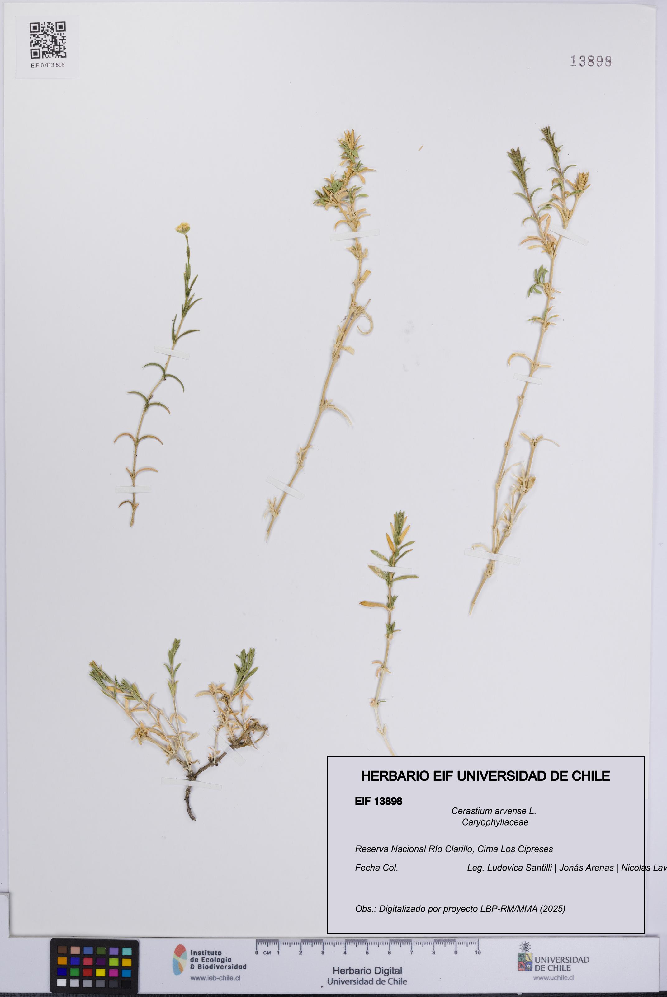 Cerastium arvense [Espécimen: UCH:EIF:0013898]