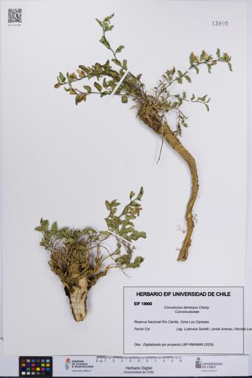 Convolvulus demissus [Espécimen: UCH:EIF:0013900]