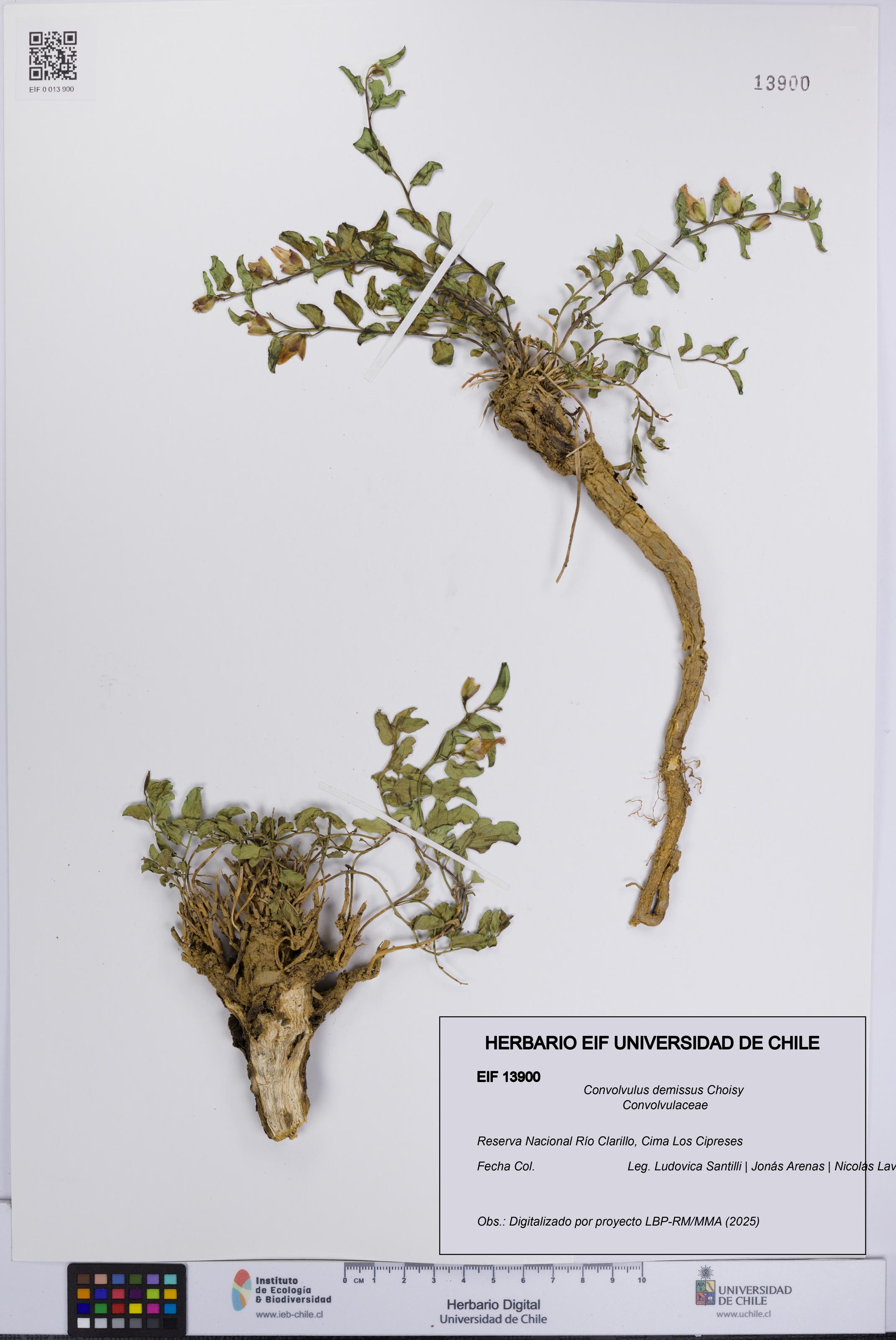 Convolvulus demissus [Espécimen: UCH:EIF:0013900]