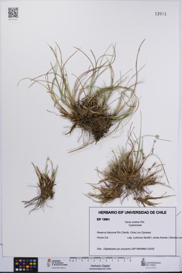 Carex andina [Espécimen: UCH:EIF:0013901]