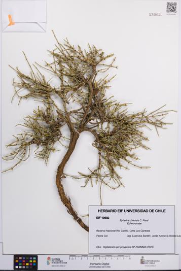 Ephedra chilensis [Espécimen: UCH:EIF:0013902]